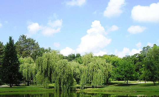 給屬雞男孩起小名