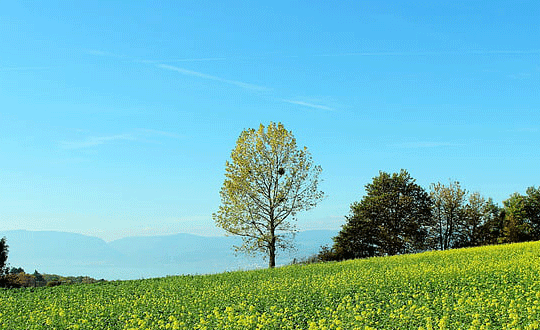 周姓女孩優雅有內涵的名字