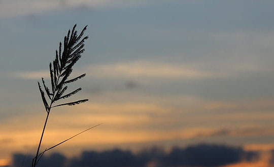 女孩詩經名字,女孩詩經取名大全：獨特經典