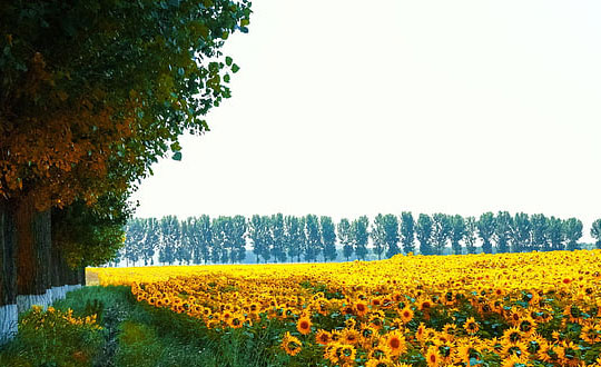  獨特有內涵的女生名字,優雅大方的女孩名字大全：經典常用字