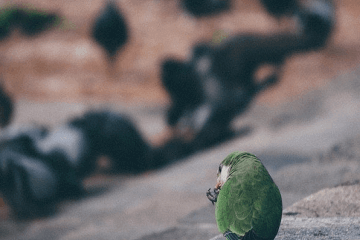 特殊意義小眾的英文ID