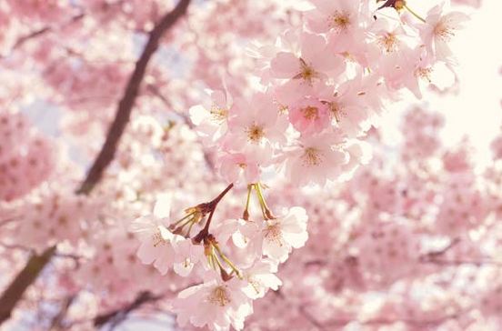 納蘭詞里扒出的ins風網名，太驚艷了！