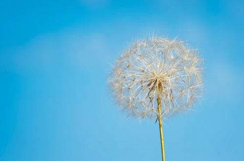 網名丨四字網名干凈有寓意古風