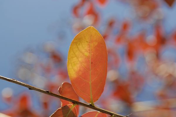 倪萍回應(yīng)春晚讀4張空白賀電：倪萍姓名測試打分，解析！