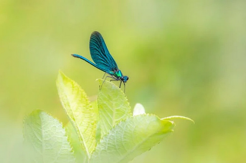 四字古風(fēng)游戲名推薦，一個(gè)比一個(gè)有畫面感，仙氣炸裂！